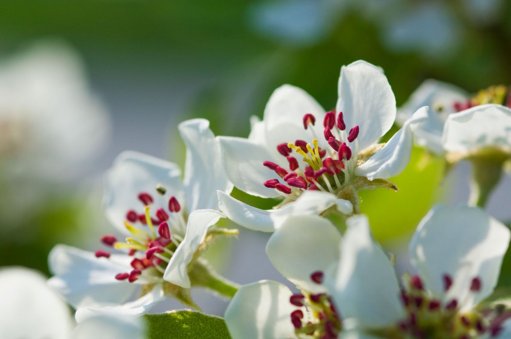 Découvrez les vergers du Conservatoire botanique et apprenez à tailler vos fruitiers...