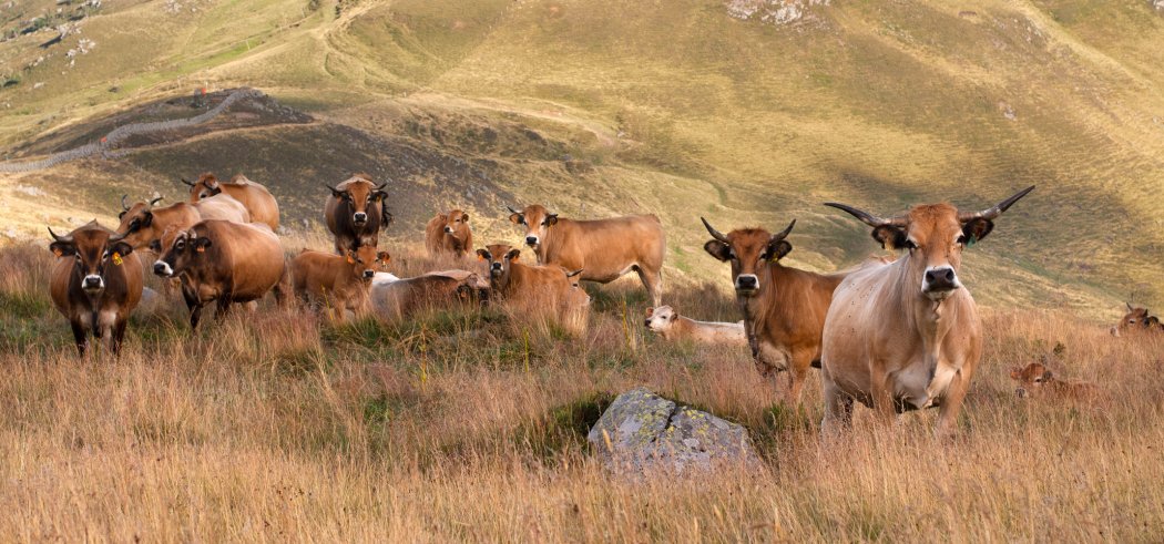 Fête de l'Estive - Sortie Botanique "La flore des prairies du Cézallier"
