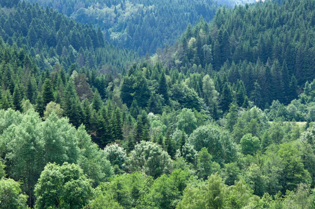 La biodiversité casadéenne à travers l'Histoire