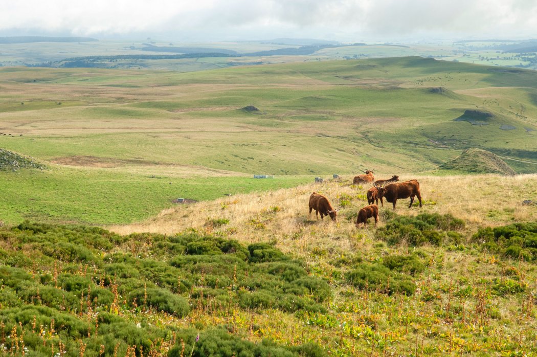 Fête de l'AOP St-Nectaire