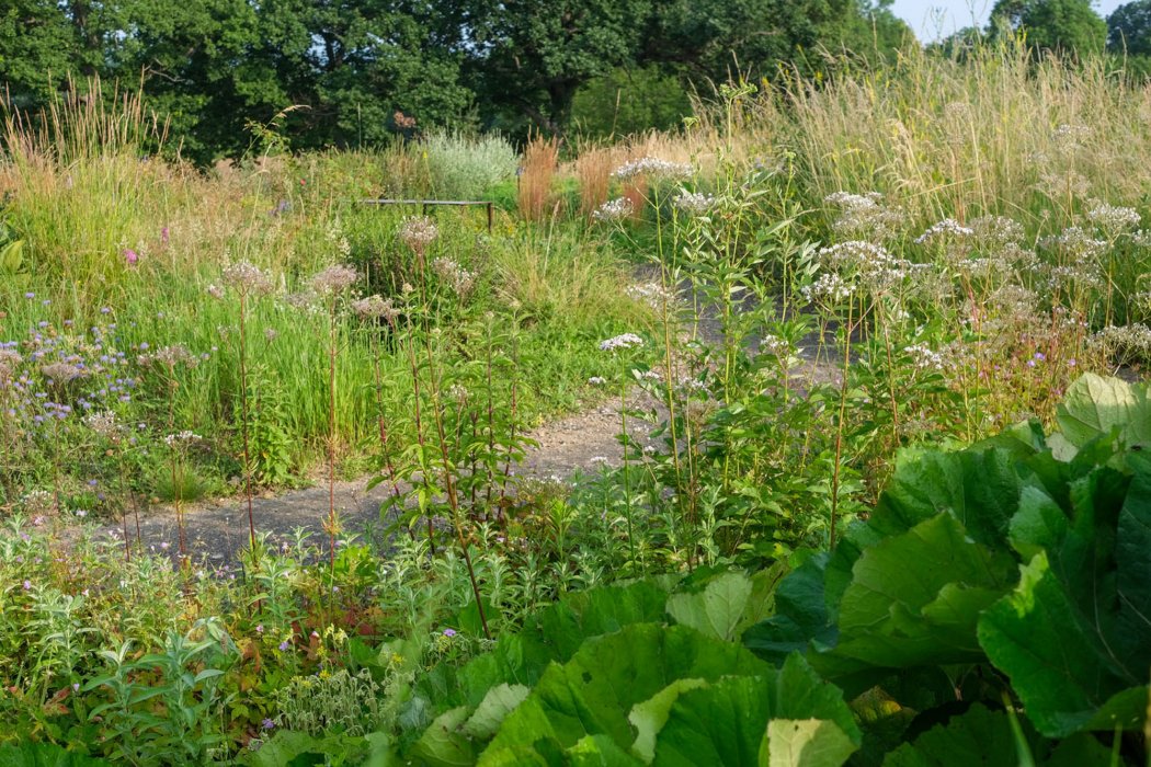 Conférence "Plantes sauvages au jardin : plaidoyer pour un jardin vivant"