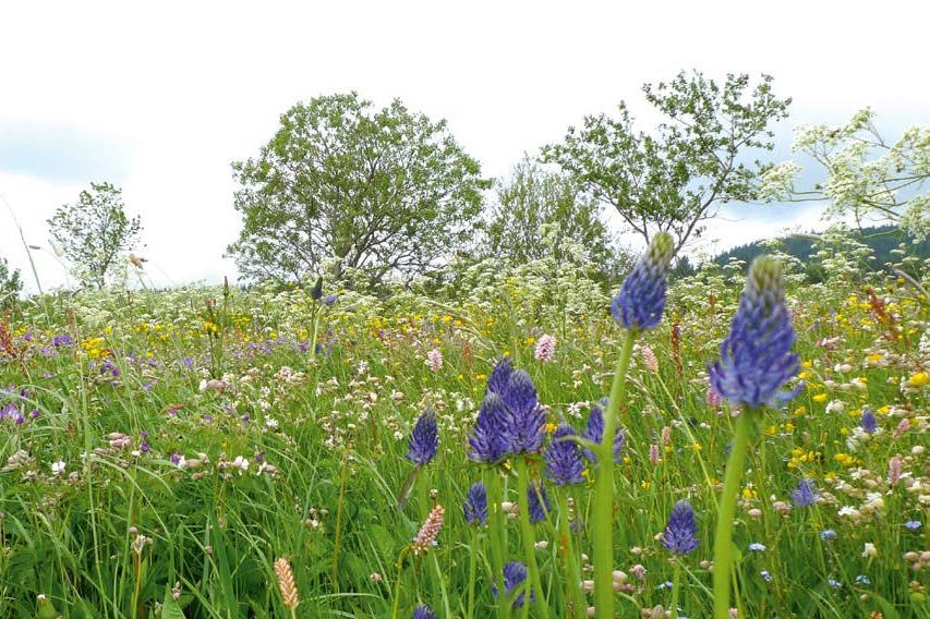 Le bonheur est dans le pré