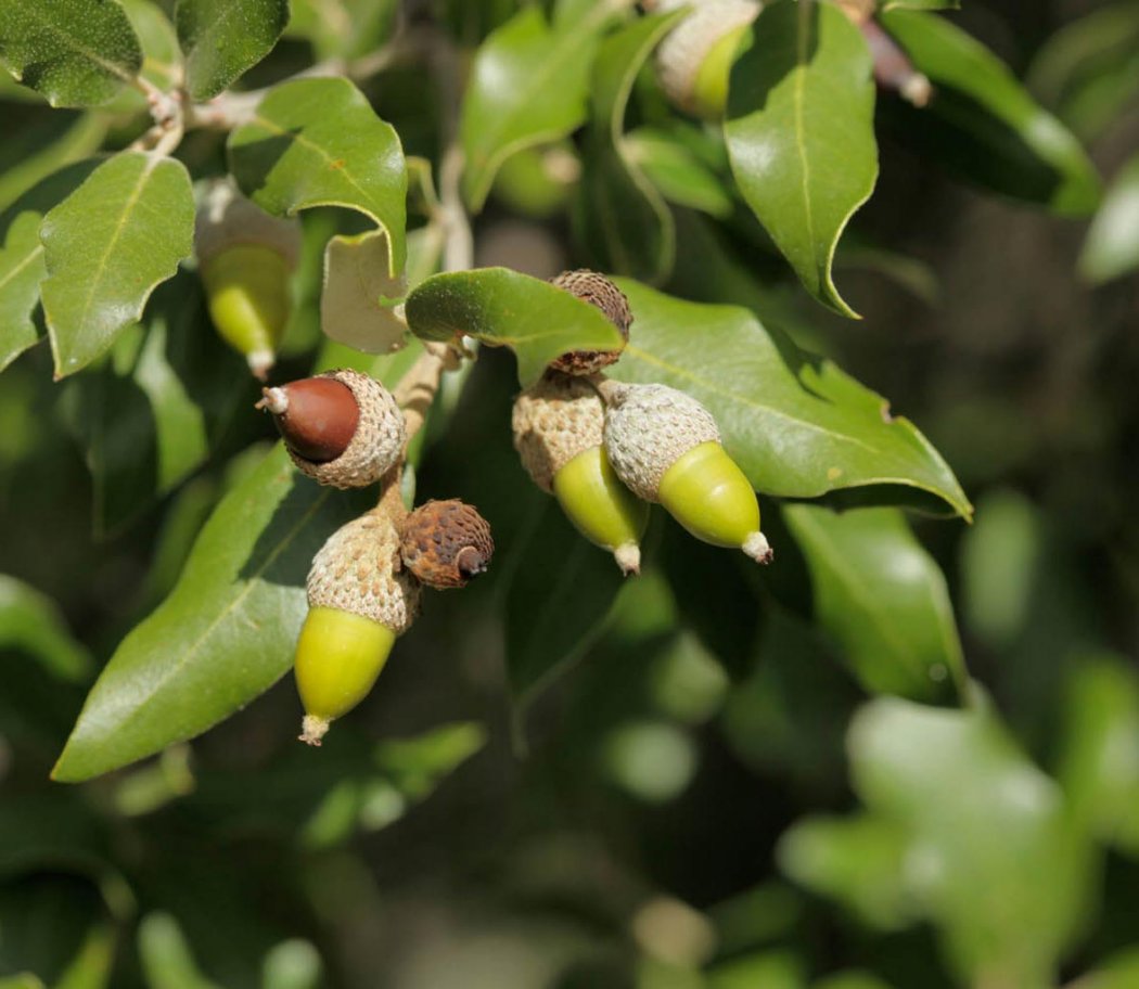 Wébinaire destiné aux producteurs / collecteurs de graines d’arbres et arbustes sauvages et locaux