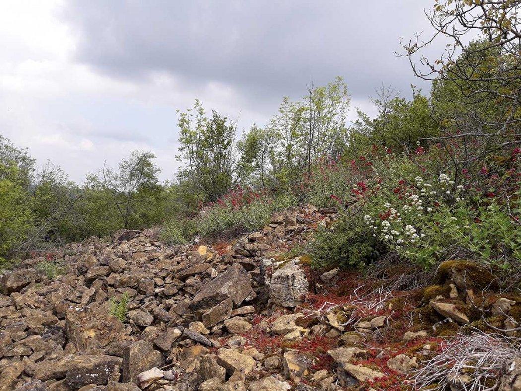 Les plantes sauvages des Carrières de Glay et du Bois des Oncins