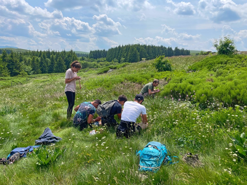 Elevage montagnard et prairies fleuries : ce que les plantes nous racontent