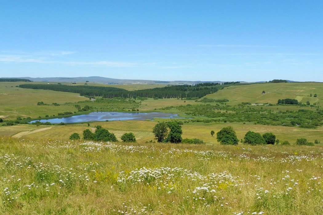 Découverte de la flore de la Réserve naturelle régionale du Jolan et de la Gazelle