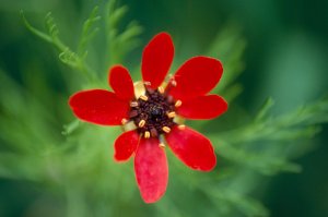 Visite des jardins "Graines sauvages et insolites pour nos jardins" (Fête des plantes)