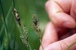 Perfectionnement en botanique : Poacées, Joncacées & Cyperacées
