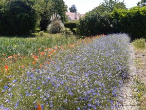 Accueillir la biodiversité : les plantes sauvages à votre porte (Fête des Plantes)