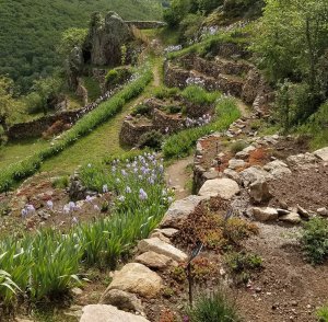 Aménagement paysager d'un site patrimonial avec des végétaux sauvages et locaux : journée technique sur les terrasses de Léotoing
