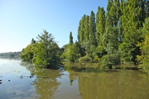 À la découverte de l’ENS du Val de Saône : entre forêts alluviales et prairies humides