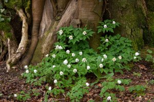 "Dans l'intimité des plantes d'une forêt ancienne" "Dans l'intimité des plantes d'une forêt ancienne"