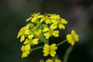 Sortie à la découverte de l’Alysson du Rhône et de la flore de la Costière rhodanienne