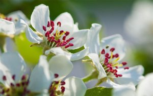 Découvrez les vergers du conservatoire botanique et apprenez à tailler vos fruitiers...