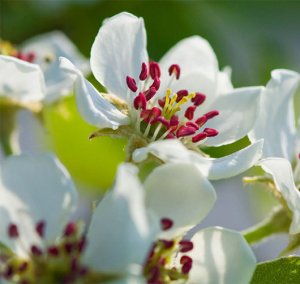 Découvrez les vergers du conservatoire botanique et apprenez à tailler vos fruitiers...