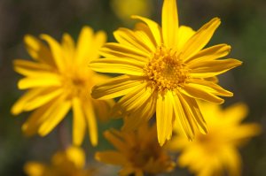 Plantes aromatiques et médicinales au pied du plateau de Millevaches - Fête de la Nature
