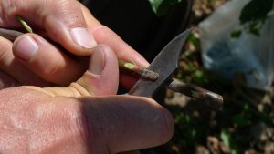 Apprendre à faire les greffes de printemps sur les pommiers