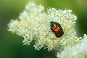 Visite "La vie intime des plantes" - Fête des Plantes de Chavaniac-Lafayette 2025 Visite "La vie intime des plantes" - Fête des Plantes de Chavaniac-Lafayette 2025