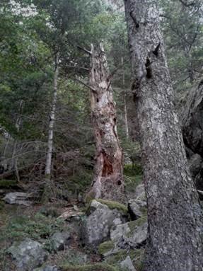 Secrets de vieilles branches