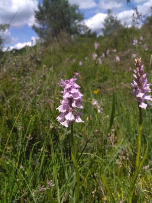 Balade botanique : à la découverte des milieux ouverts du Limousin