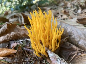 Etonnant voyage chez les champignons