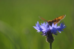 Concevoir mon jardin comme arche de biodiversité