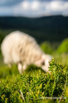 Partons à la découverte des landes à Myrtille, un milieu emblématique de la montagne limousine et des pratiques pastorales qui la favorisent