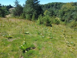 Découverte et applications de la phytosociologie sigmatiste Découverte et applications de la phytosociologie sigmatiste