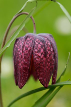 Balade à la découverte du Marais de Boistray et de sa flore
