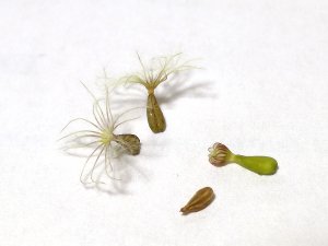 Journées Européennes du Patrimoine : découvrez les graines d'aventurières !