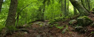 "Des histoires de vieilles branches" "Des histoires de vieilles branches"