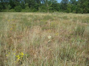 Prospections botaniques à l'ENS du Bec de Dore