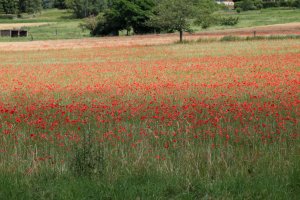 Céréales anciennes et belles des champs