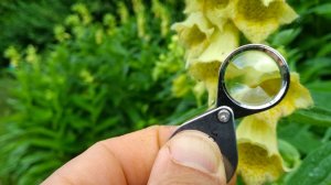 Réunion du réseau d'observateurs  de la flore du Puy-de-Dôme