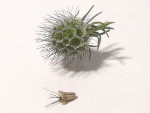 Mini-conférence - Des graines de plantes sauvages pour restaurer la nature (Fête des Plantes)