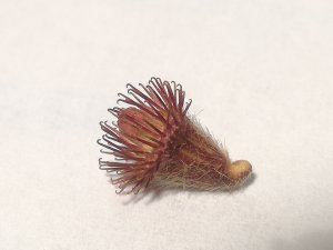 Et avant la graine ? Voyage dans le passé des plantes (Fête des Plantes)