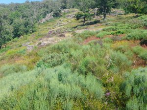 A la découverte de la flore du Mont Gargan