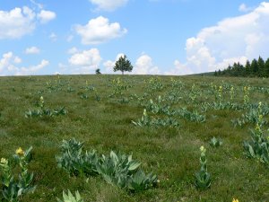 Les Hautes-Chaumes du Forez, un haut-lieu botanique
