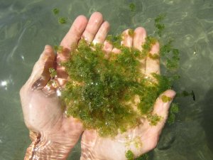 Connaître et reconnaître les Characées