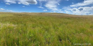 Festival Nature de Valrhue - Balade botanique  "La flore du Limon"