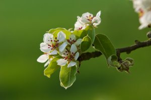 Apprendre à tailler les pommiers au verger