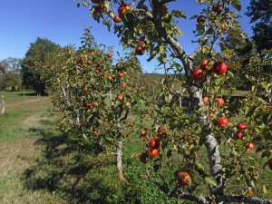 Atelier « Pomme de reinette et pomme d’api…"