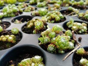 Conférence - La végétalisation écologique, pour planter sans se planter !