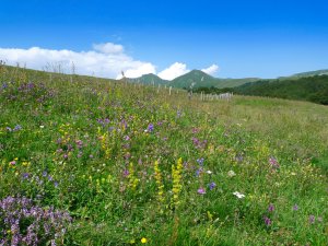 Découvrez la flore des prairies