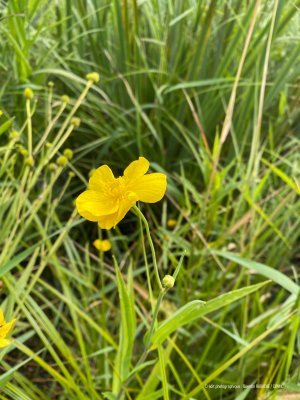 A la découverte de la flore du Marais du Chancelier