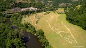 Du Saumon dans les arbres !