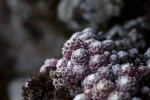 Visite guidée des jardins du Conservatoire botanique