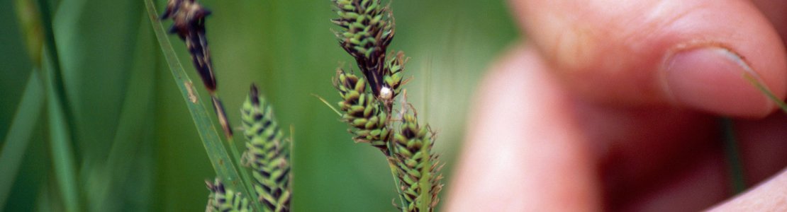 Pratiquer la botanique