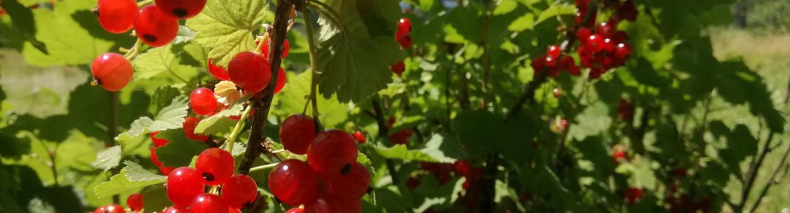 Collection « Ribes »