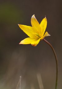 Découvrez la flore et la végétation de la haute vallée de la Loire Découvrez la flore et la végétation de la haute vallée de la Loire